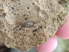 Armadillidium versicolor