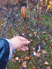 Lilium concolor partheneion