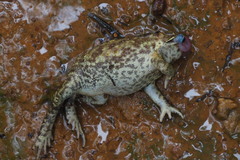 Duttaphrynus melanostictus