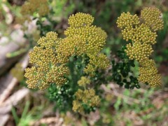 Ozothamnus obcordatus