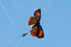 Heliophorus epicles