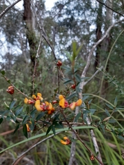 Pultenaea retusa