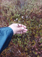 Saussurea parviflora