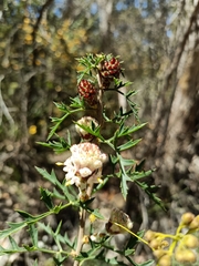 Petrophile diversifolia