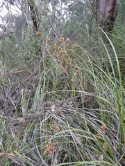 Pultenaea retusa