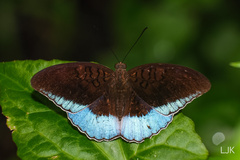 Tanaecia iapis