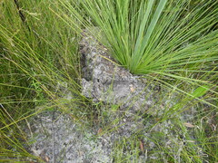 Camponotus intrepidus