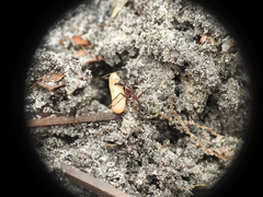 Camponotus intrepidus