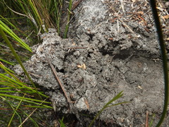 Camponotus intrepidus