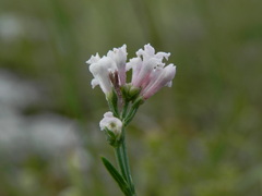 Asperula cynanchica