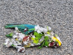 Polytelis swainsonii