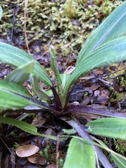 Celmisia verbascifolia