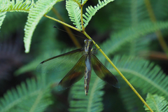 Acheron longus