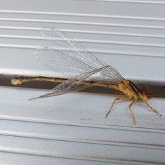 Xanthagrion erythroneurum