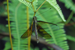 Acheron longus