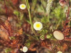 Cotula coronopifolia