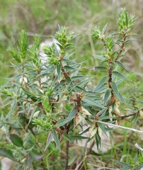 Melichrus urceolatus