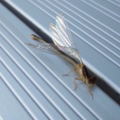 Xanthagrion erythroneurum