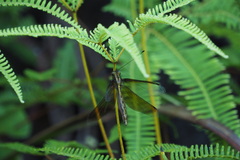 Acheron longus