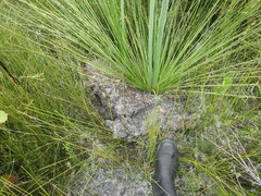 Camponotus intrepidus