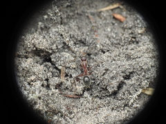 Camponotus intrepidus