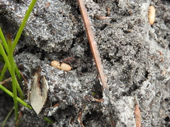 Camponotus intrepidus