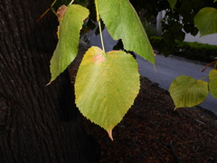 Tilia platyphyllos