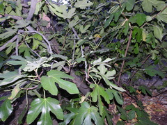 Ficus carica
