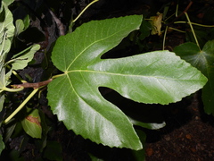 Ficus carica