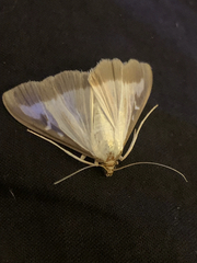 Cydalima