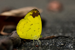 Eurema simulatrix tecmessa