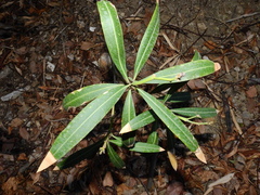 Nerium oleander