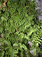 Podranea ricasoliana