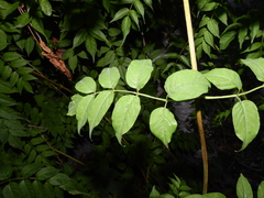 Podranea ricasoliana