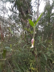 Billardiera mutabilis