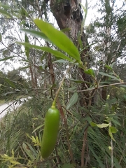 Billardiera mutabilis