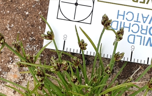 Image of Ficinia marginata by (c) Rosalie Lawrence, some rights reserved (CC BY)