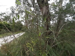 Billardiera mutabilis