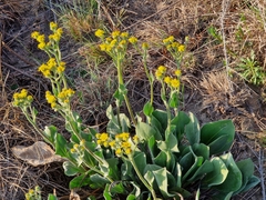 Senecio coronatus
