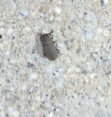 Gonocephalum simplex