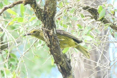 Oriolus flavocinctus