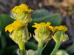 Senecio coronatus