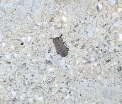 Gonocephalum simplex