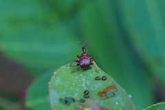 Paratrachelophorus nodicornis