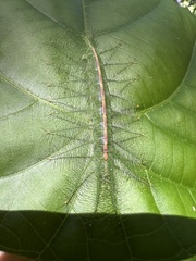 Euthalia monina monina