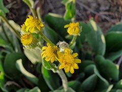 Senecio coronatus