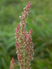 Rumex acetosa
