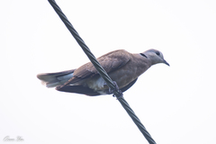 Streptopelia tranquebarica
