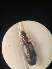 Dromius quadrimaculatus
