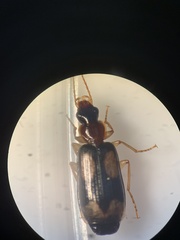 Dromius quadrimaculatus